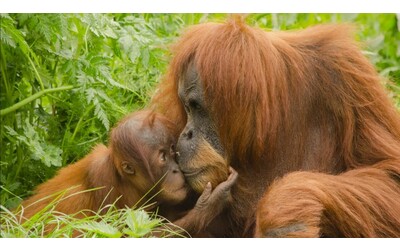 Un nuovo studio rivela che il bacio potrebbe avere origini antichissime