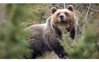 Un nuovo studio rivela come la convivenza con l uomo abbia cambiato gli orsi appenninici
