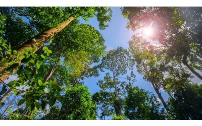 Un nuovo studio rivela dove gli alberi fanno davvero la differenza