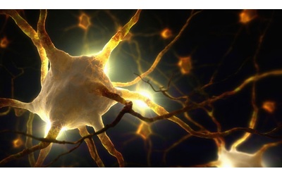 Un sistema nervoso umano in miniatura svela i segreti della percezione del dolore