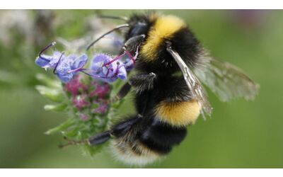 Un test curioso mostra che i bombi possono apprendere qualcosa di simile al codice Morse