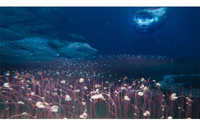 Vita nel buio più profondo: cosa si cela sotto 9.000 metri di oceano