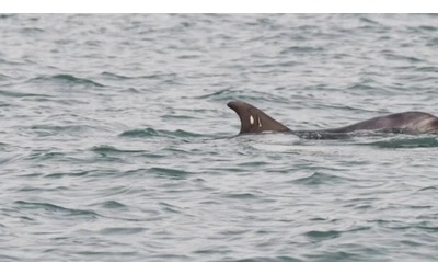 A Venezia il vero pericolo per il delfino solitario Mimmo l uomo