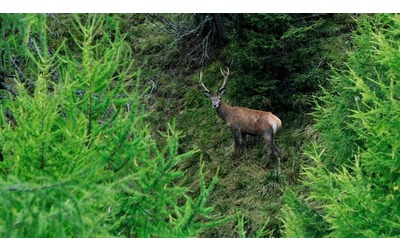 Aperta la caccia ai cervi nel Parco dello Stelvio se ne potranno uccidere 237