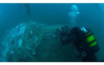 Balena ritrovata a Trieste: lo scheletro verrà recuperato e studiato