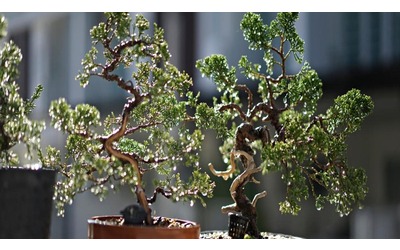 Bonsai ginepro: facile prendersene cura, ma attenzione alla potatura