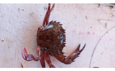 C un nuovo granchio alieno nei mari italiani