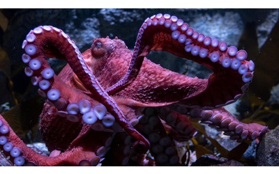 California, l'acquario annuncia che il polpo Ghost sta per morire: “Ci mancherà”