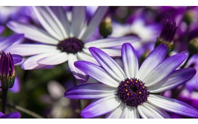 Cineraria: coltivazione, cura e fioritura