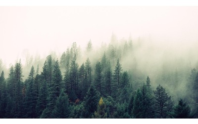 Con la primavera anticipata due settimane in pi di crescita per le conifere