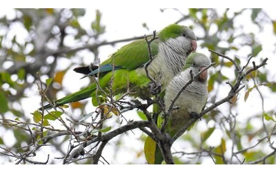 Cos i piccoli pappagalli sono in grado di socializzare con altre specie di uccelli