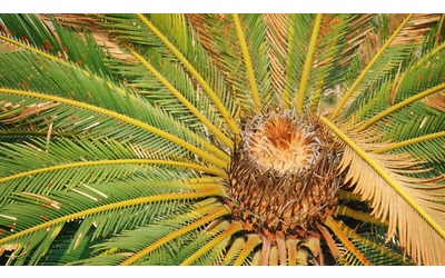Cycas, come coltivare la pianta che viene dalla preistoria