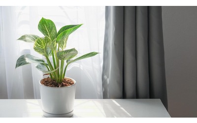 Dall’aloe al photos, le piante che assorbono l’umidità