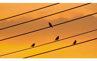 Dove c’è più luce gli uccelli cantano di più. “Ma l’inquinamento luminoso va contrastato”