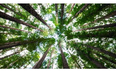 Eco-ansia, sempre più diffusa tra i giovani: può portare alla paralisi dei comportamenti green
