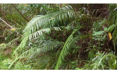 Elementi di terre rare in una pianta: la scoperta