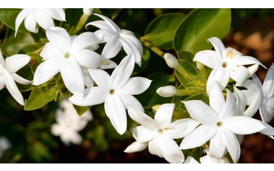 Gelsomino coltivazione cura e variet