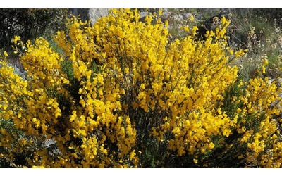 Ginestra in fiore: tutto quello che c’è da sapere