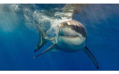 Gli oceani più acidi lasceranno gli squali senza denti