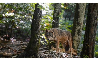 Il lupo meno protetto cosa cambia davvero