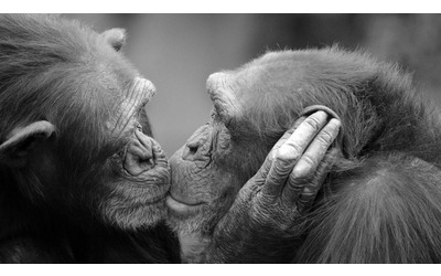 Il primo bacio oltre 21 milioni di anni fa tra grandi scimmie