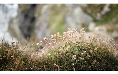 Il riscaldamento trasforma le praterie subalpine