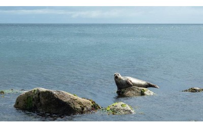 In Scozia l intelligenza artificiale pu salvare le foche grigie dall overtourism