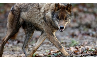 In Spagna passa un escamotage per poter abbattere i lupi. E in Italia cresce la richiesta di sparare