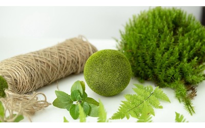 Kokedama: cos’è e come prendersi cura delle piante senza vaso
