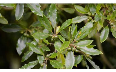 L’alloro, la pianta aromatica che rende più belli i giardini