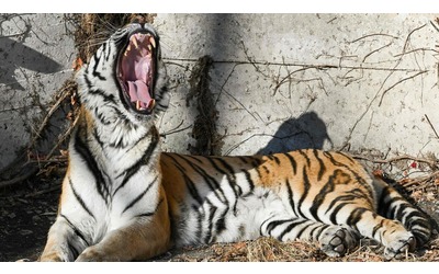 L’aviaria mette in allarme gli zoo, si teme per gli animali in via di estinzione
