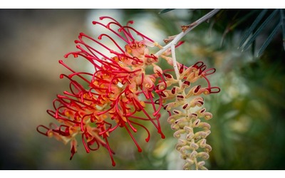 La coltivazione e cura della grevillea e di tutte le sue varietà