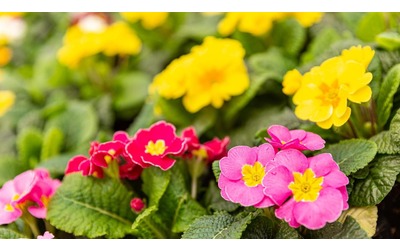 La coltivazione e la cura della primula per una magnifica fioritura