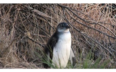 La corsa al pesce minaccia i pinguini africani