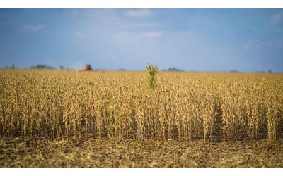 La crisi climatica rende i raccolti imprevedibili