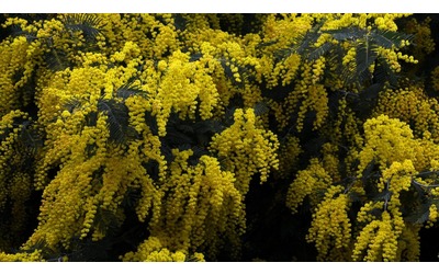 La mimosa, come curare la pianta simbolo della Festa della donna