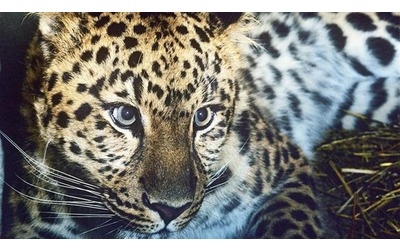 La perdita di piante e animali rallenta: non siamo di fronte ad una nuova estinzione