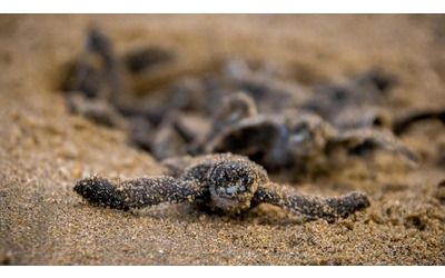 La schiusa dei nidi delle tartarughe Caretta caretta è migliore se avviene lontano dall’uomo