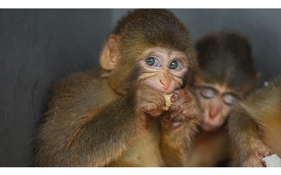 La strategia migliore per salvare la biodiversit