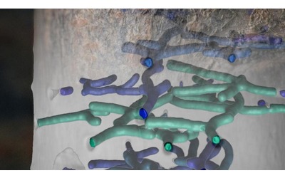 La vita segreta degli insetti del legno nelle loro citt sotterranee