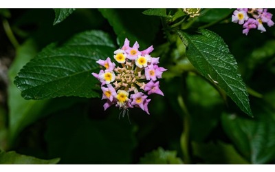 Lantana: varietà, coltivazione e cura