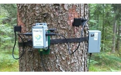 Lavori green, a caccia delle tecnologie per controllare alberi e piante