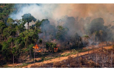 Le aree di foresta amazzonica bruciata restano calde e stressate per decenni