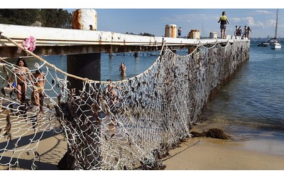 Le reti anti squalo dividono l’Australia