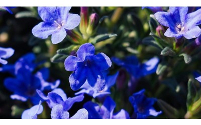 Lithodora diffusa o blue star: cura e coltivazione in vaso o giardino