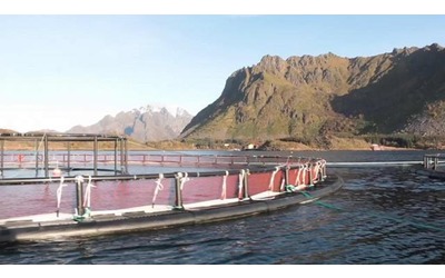 Lo strano caso dei salmoni fuggiti da un allevamento in Norvegia: “Ricompensiamo chi li pesca”