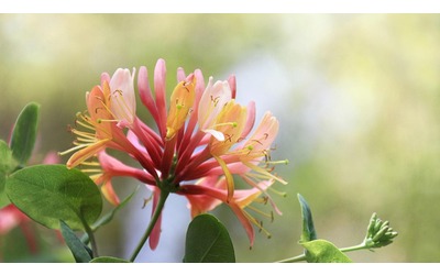 Lonicera (caprifoglio): la coltivazione e la cura