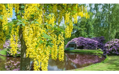 Maggiociondolo, come coltivare “l’albero d’oro”
