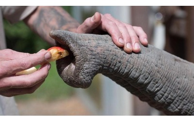 Migliaia di baffi intelligenti sulla proboscide ecco i segreti del tatto degli elefanti