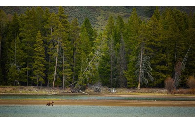 Nel parco di Yellowstone lupi e orsi hanno aiutato a ripristinare l’ecosistema